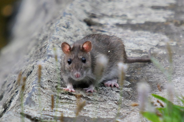 Ratten In Deutschland