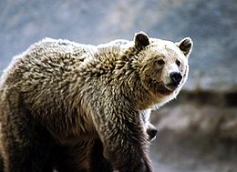 Bär